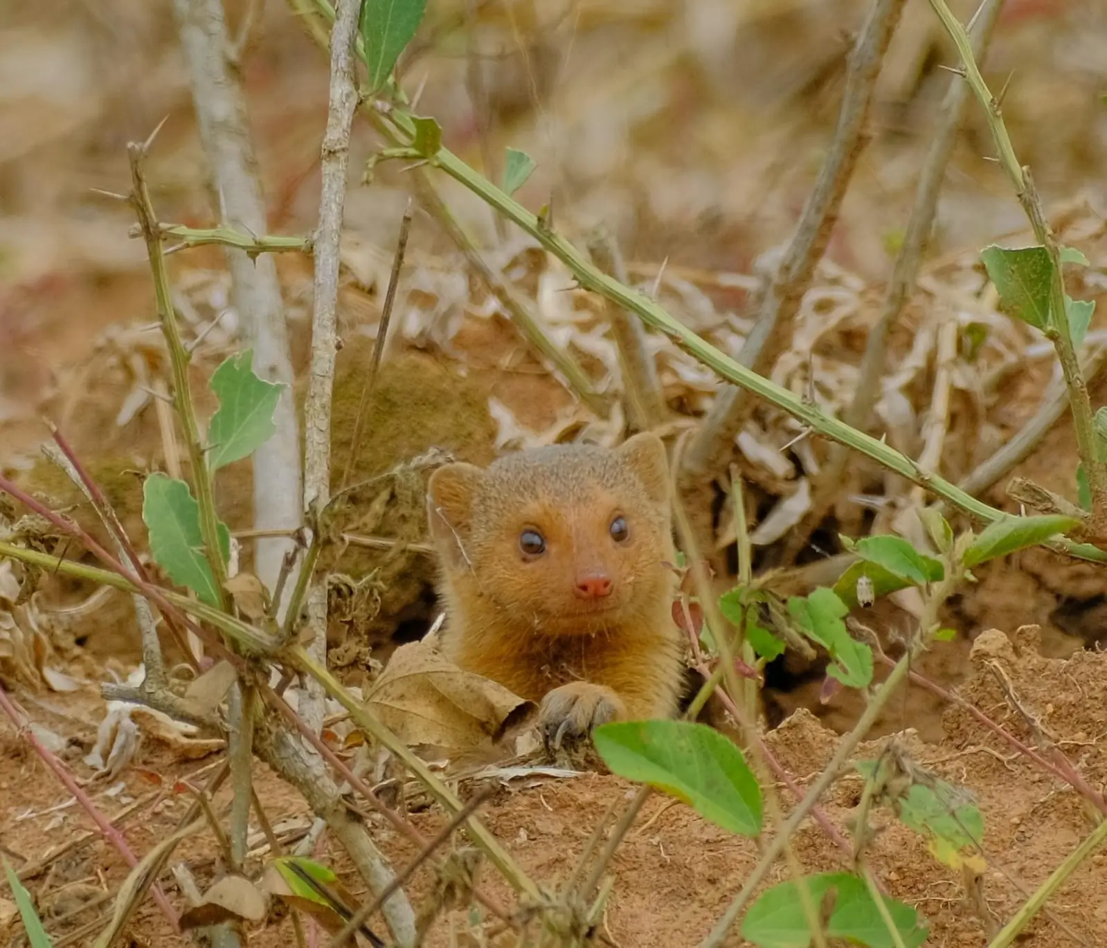 Mpambire Drum Village
